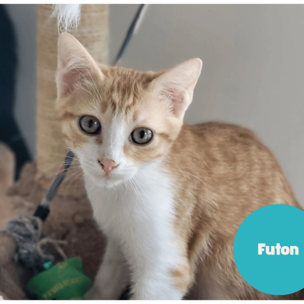 FUTON a trouvé sa famille&nbsp;!