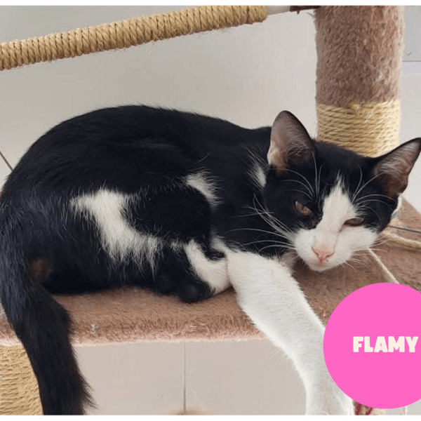 FLAMY a trouvé sa famille&nbsp;!