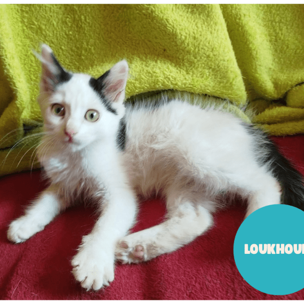 LOUKHOUM a trouvé sa famille&nbsp;!