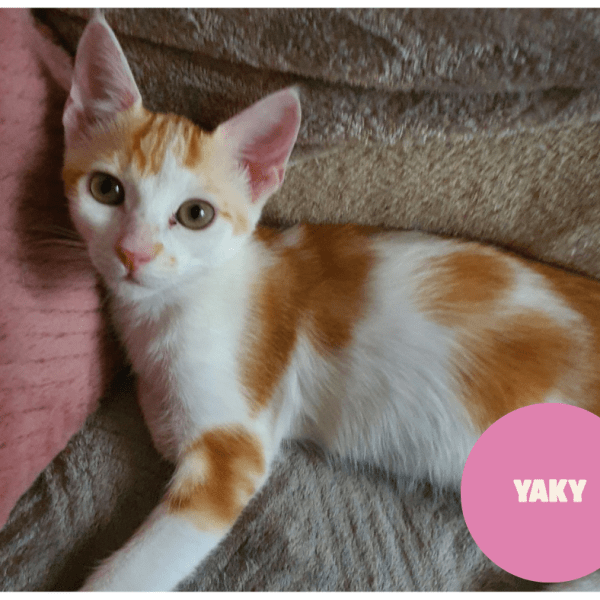 YAKY a trouvé sa famille&nbsp;!