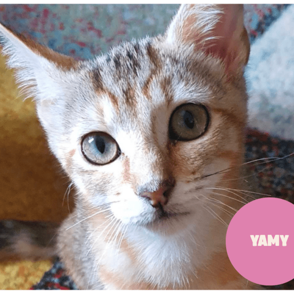 YAMY a trouvé sa famille&nbsp;!