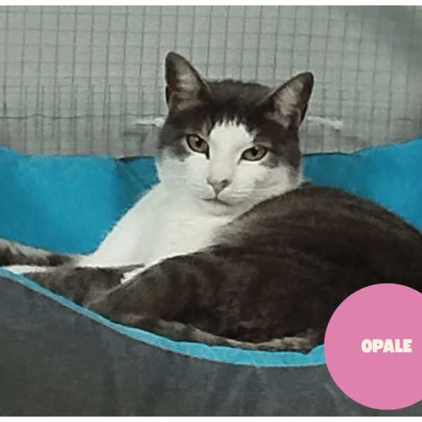 OPALE a trouvé sa famille&nbsp;!