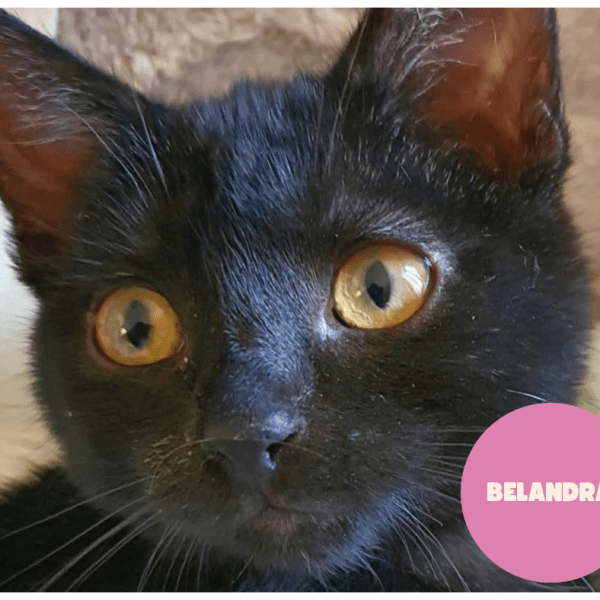 BELANDRA a trouvé sa famille&nbsp;!