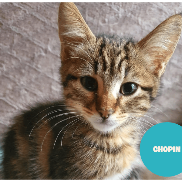 CHOPIN a trouvé sa famille&nbsp;!