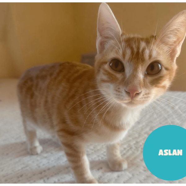 ASLAN a trouvé sa famille&nbsp;!