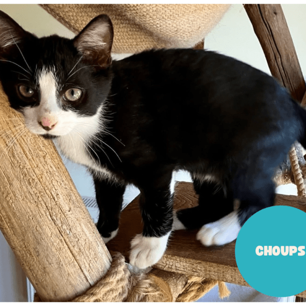 CHOUPS a trouvé sa famille&nbsp;!