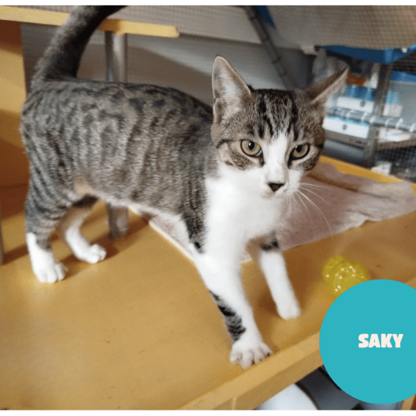 SAKY a trouvé sa famille&nbsp;!