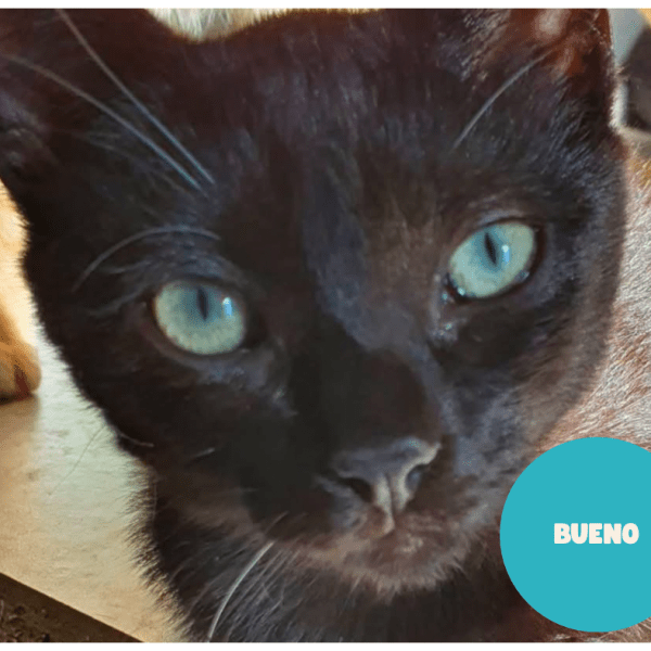 BUENO a trouvé sa famille&nbsp;!