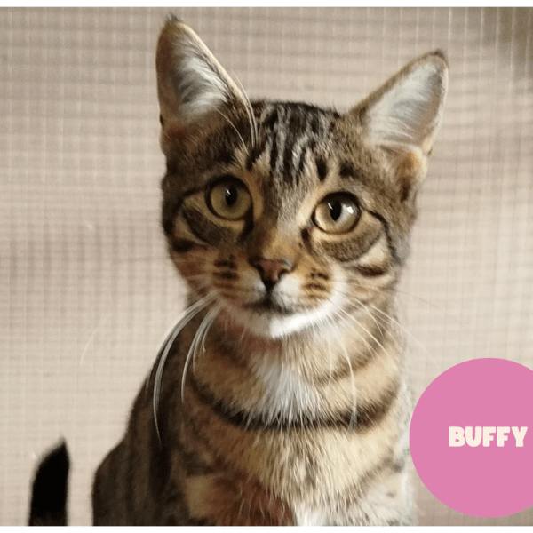 BUFFY a trouvé sa famille&nbsp;!
