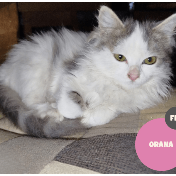 ORANA a trouvé sa famille&nbsp;!