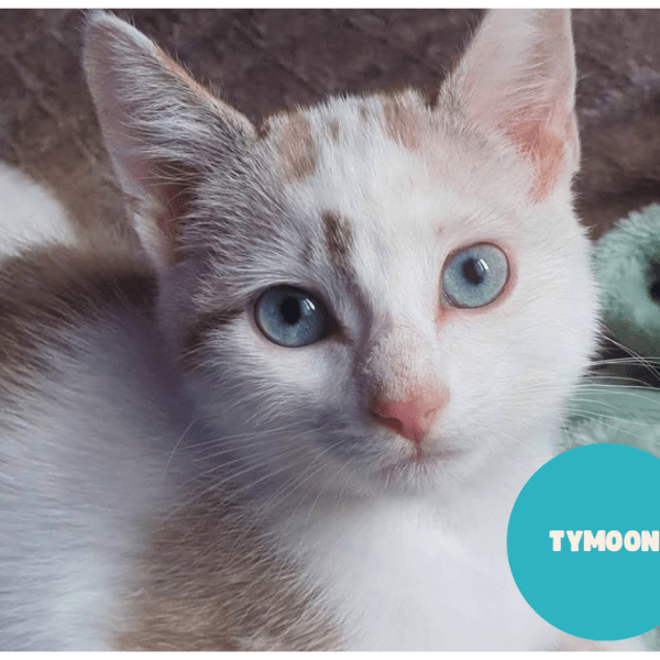 TYMOON a trouvé sa famille&nbsp;!