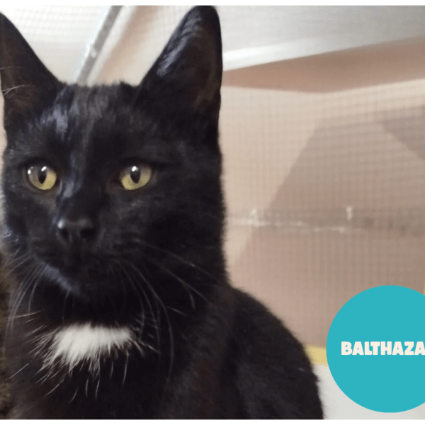 BALTHAZAR a trouvé sa famille&nbsp;!