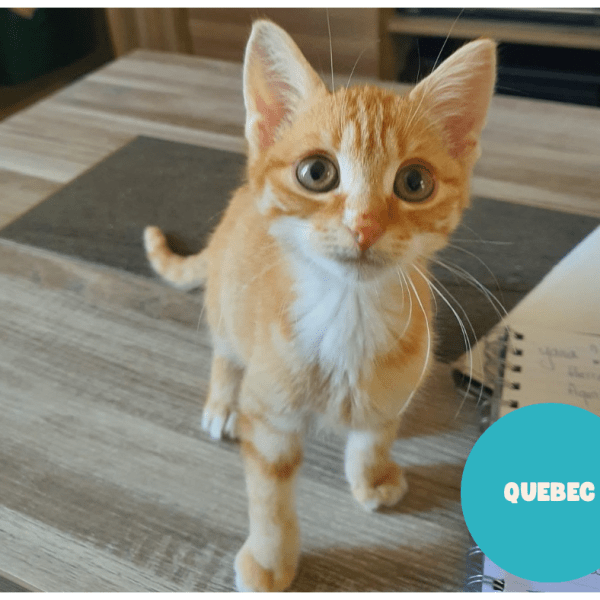 QUÉBEC a trouvé sa famille&nbsp;!