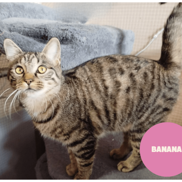 BANANA a trouvé sa famille&nbsp;!