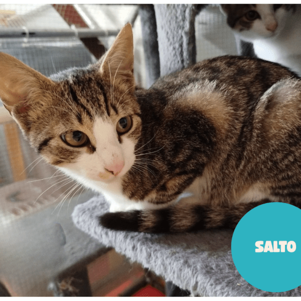 SALTO a trouvé sa famille&nbsp;!