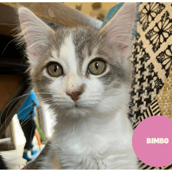 BIMBO a trouvé sa famille&nbsp;!