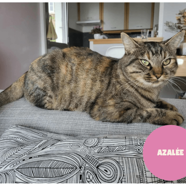 AZALÉE a trouvé sa famille&nbsp;!