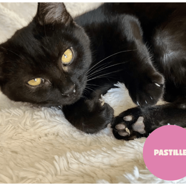 PASTILLE a trouvé sa famille&nbsp;!