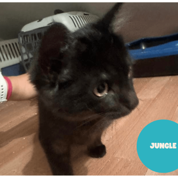 JUNGLE a trouvé sa famille&nbsp;!