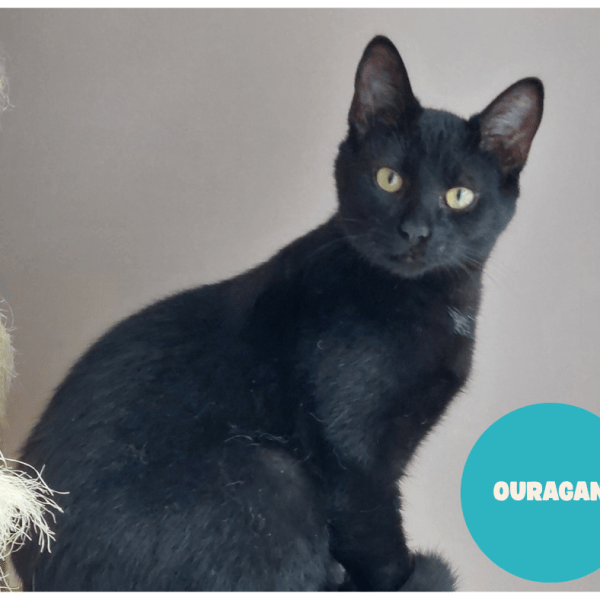 OURAGAN a trouvé sa famille&nbsp;!