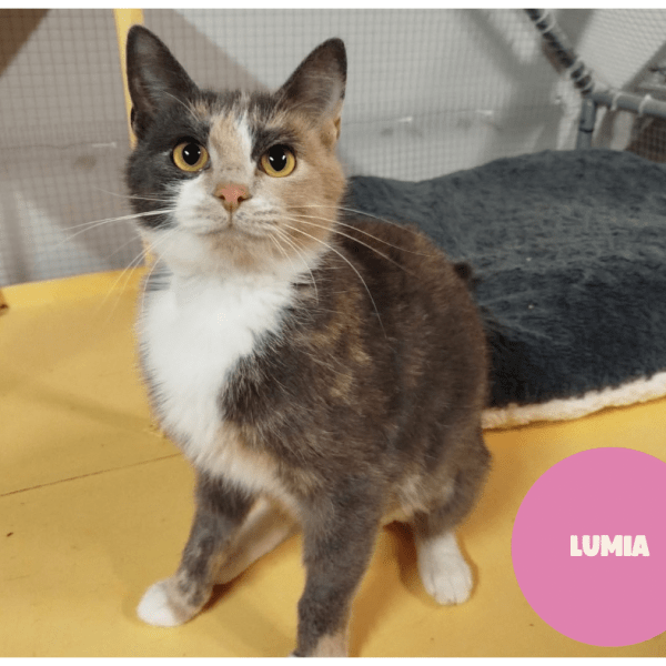 LUMIA a trouvé sa famille&nbsp;!