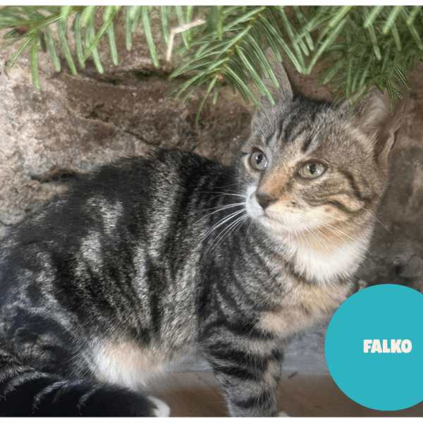 FALKO a trouvé sa famille&nbsp;!