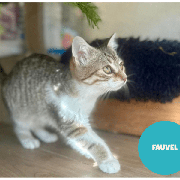 FAUVEL a trouvé sa famille&nbsp;!