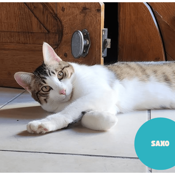 SAXO a trouvé sa famille&nbsp;!