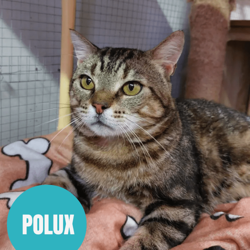 POLUX