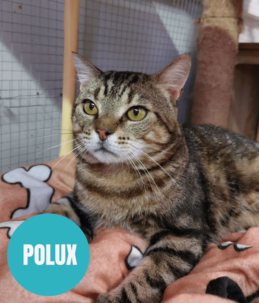 POLUX