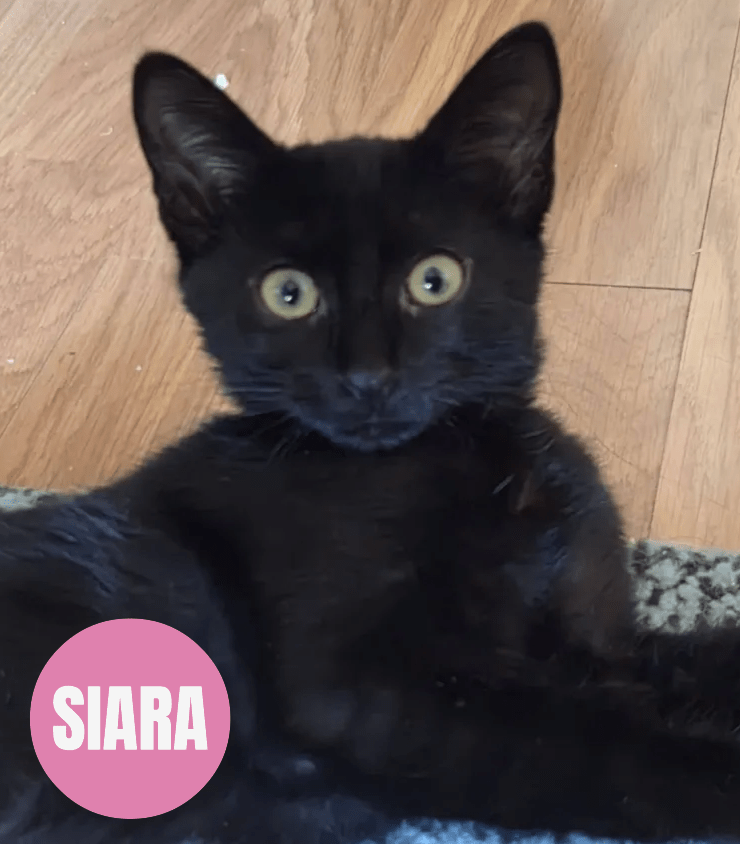 SIARA