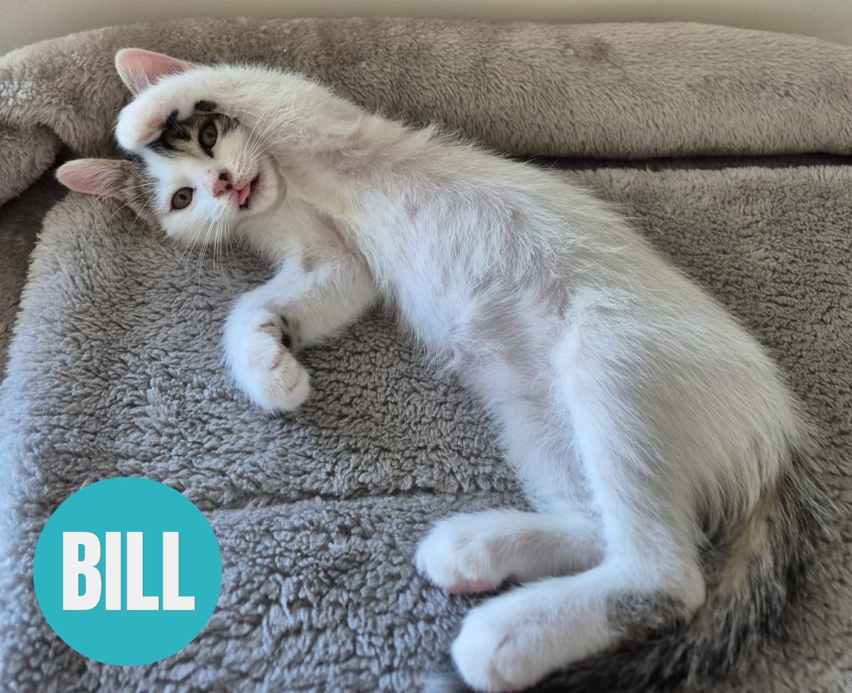 BILL