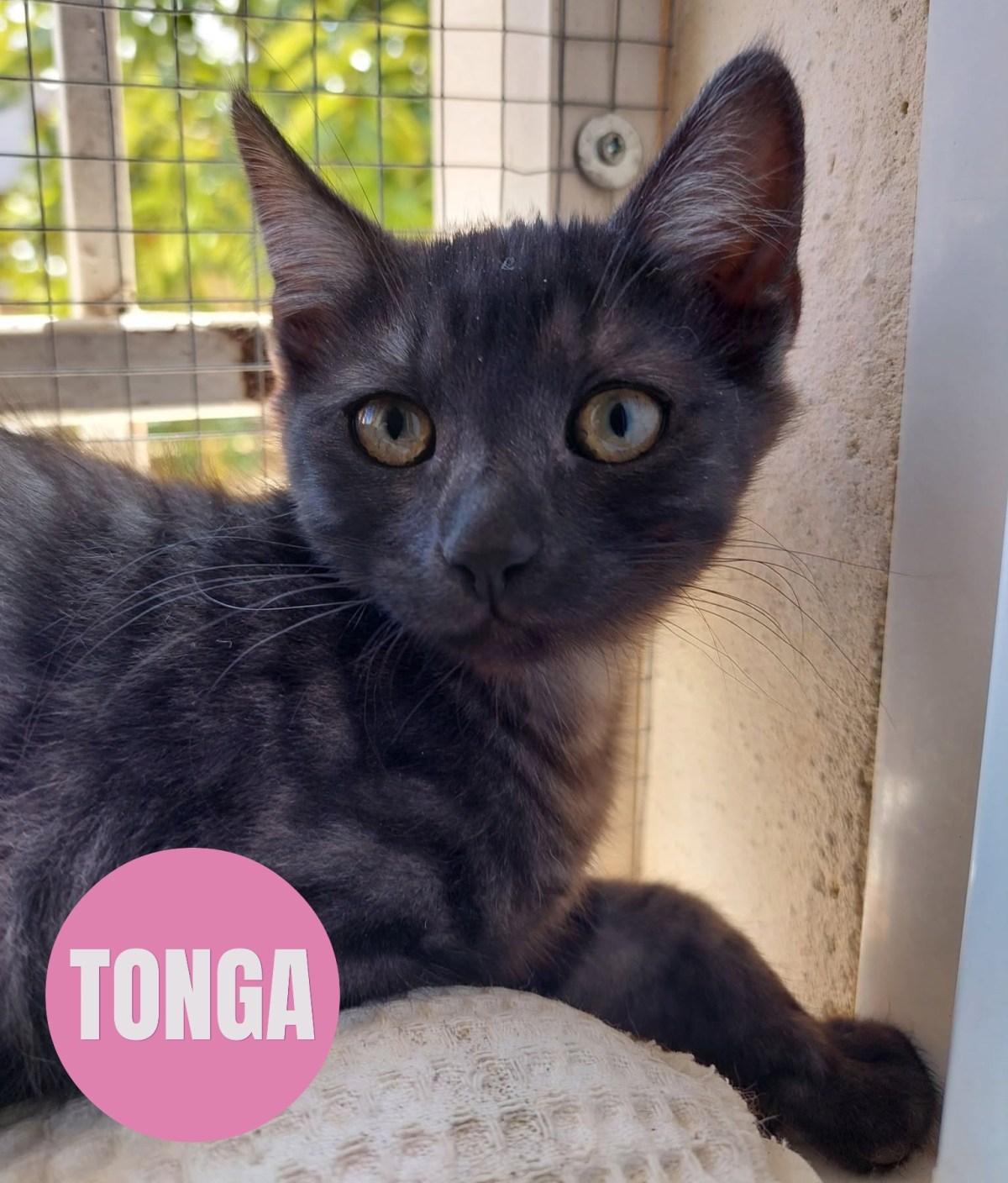 TONGA