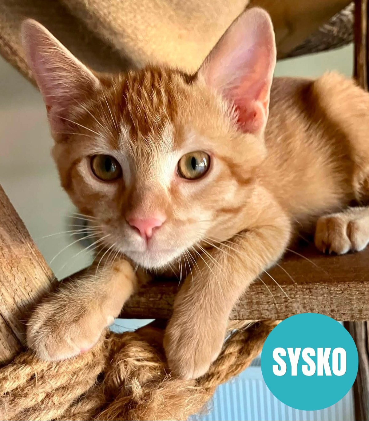 SYSKO