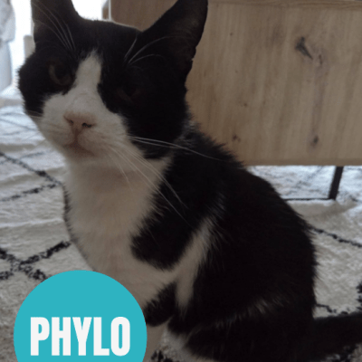 PHYLO