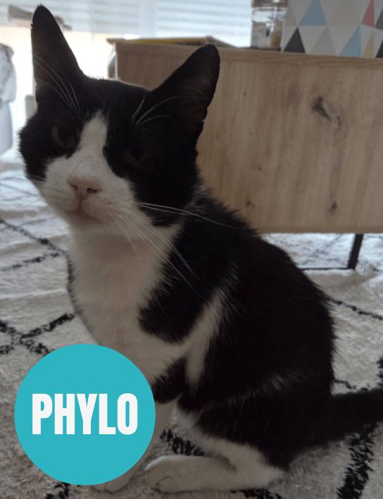 PHYLO