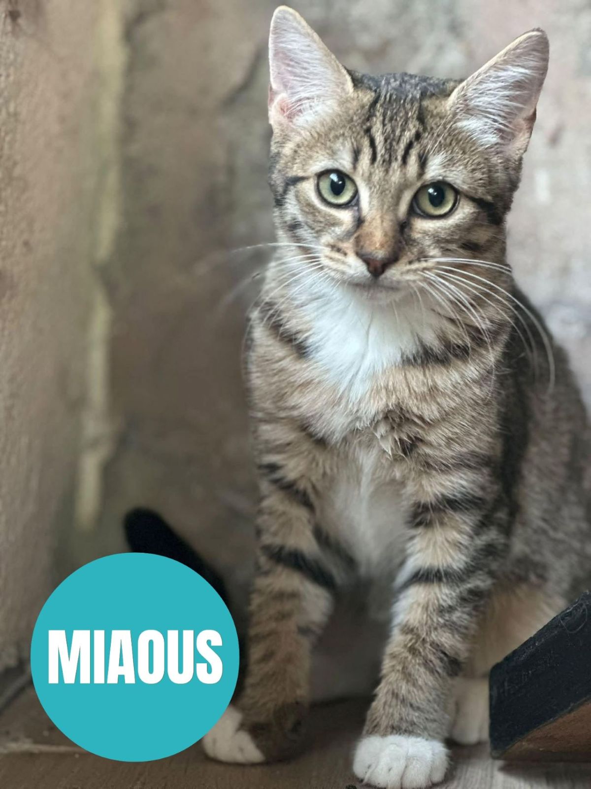 MIAOUS
