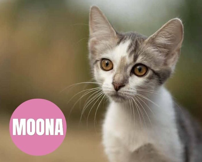 MOONA